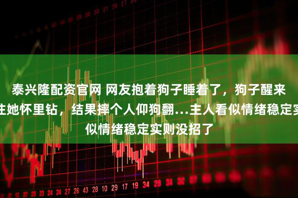 泰兴隆配资官网 网友抱着狗子睡着了，狗子醒来后想撒娇往她怀里钻，结果摔个人仰狗翻…主人看似情绪稳定实则没招了